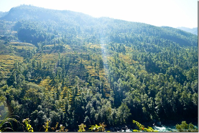 101106_P1020492_Nepal, nach Kathmandu, unterwegs, Ausblick, Wald