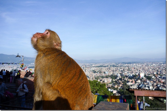 101108_P1020549_Nepal, Kathmandu, Monkey Temple, Affe