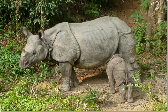 101113_P1020833_Nepal, Chitwan Nationalpark, Dschungel-Elefantensafari, Rhinos