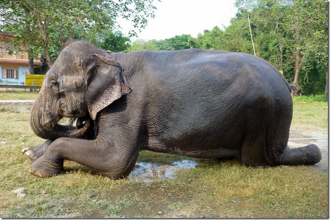 101113_P1020884_Nepal, Chitwan Nationalpark, Dschungel-Elefantensafari, Elefant