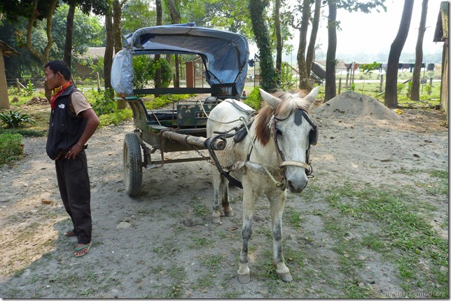 101113_P1020899_Nepal, Chitwan Nationalpark, Unterkunft, Pferdekutsche