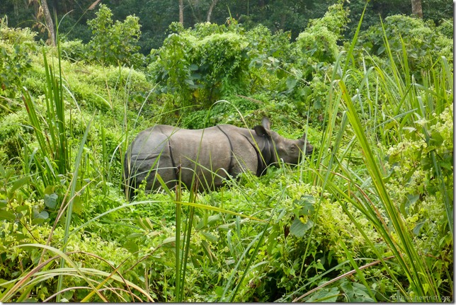 101113_P1020935_Nepal, Chitwan Nationalpark, Jeeptour, Rhinozeros