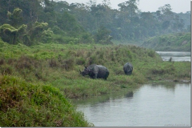 101113_P1020971_Nepal, Chitwan Nationalpark, nach Jeeptour, Rhinos