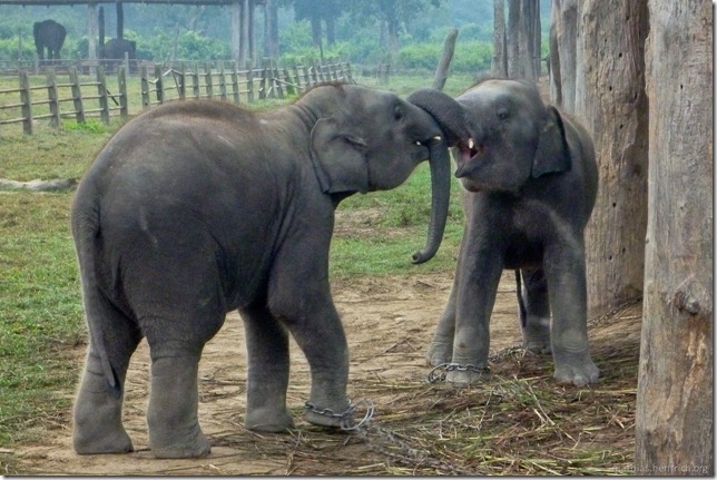 101114_P1020985_Nepal, Chitwan Nationalpark, Elefantenaufzuchtstation, Babyelefanten
