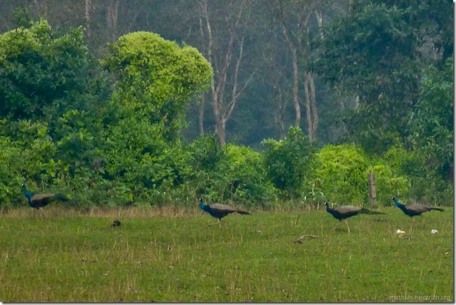 101114_P1030012_Nepal, Chitwan Nationalpark, vor Dschungel, Pfauen