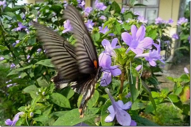 101114_P1030041_Nepal, Chitwan Nationalpark, Unterkunft, Schmetterling